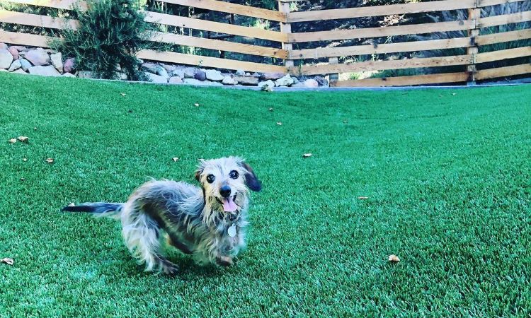 A picture of one of Arlo Day Brody's family dogs.